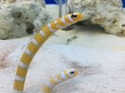 ܂܂̓CwCmȊwق̓eʐ^1