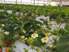 X݂̂悵ςςt@[ւ̓eʐ^1