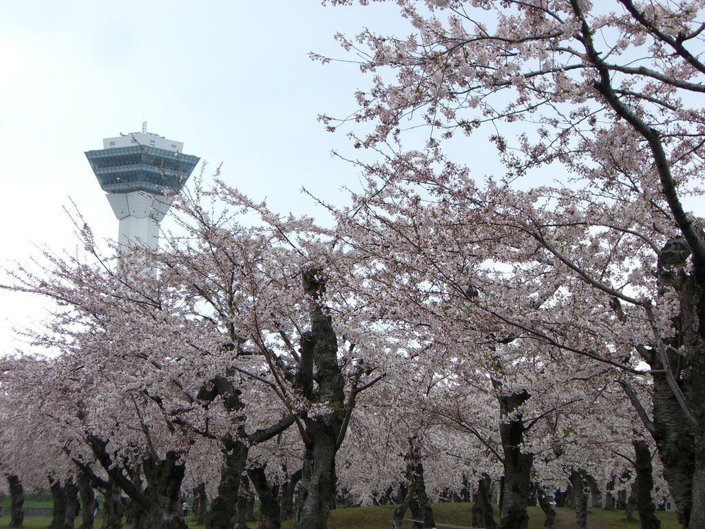 北海道の桜 芝桜の名所27選 桜の開花見頃予想も 春のお花見に じゃらんニュース