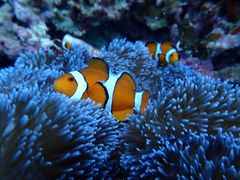 �ЂƂ݂���̃A���t�@�_�C�u�ǒJ�X�ւ̓��e�ʐ^1