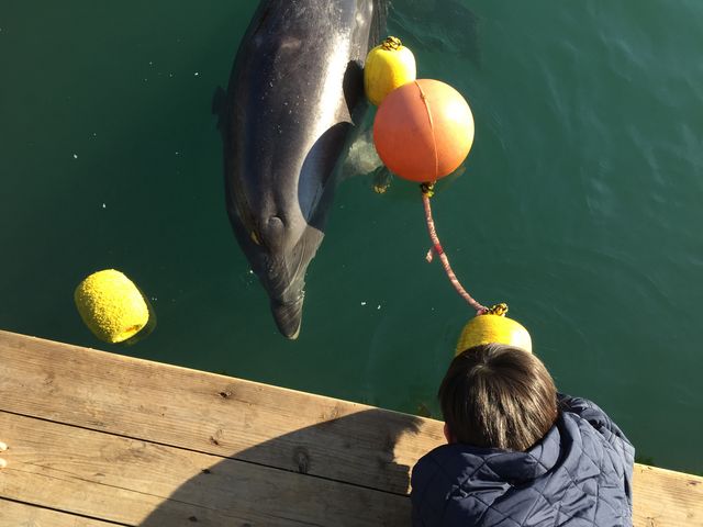 p艮̃CJB ЎAP撣Ă܂B_Vp[Z^[킭킭CكV`h`ic