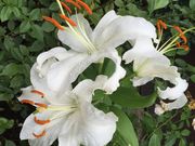 `|񂳂̌I̗[YK[f̓eʐ^1