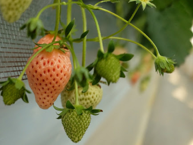 ���������A�ƂĂ����킢��_���c��������