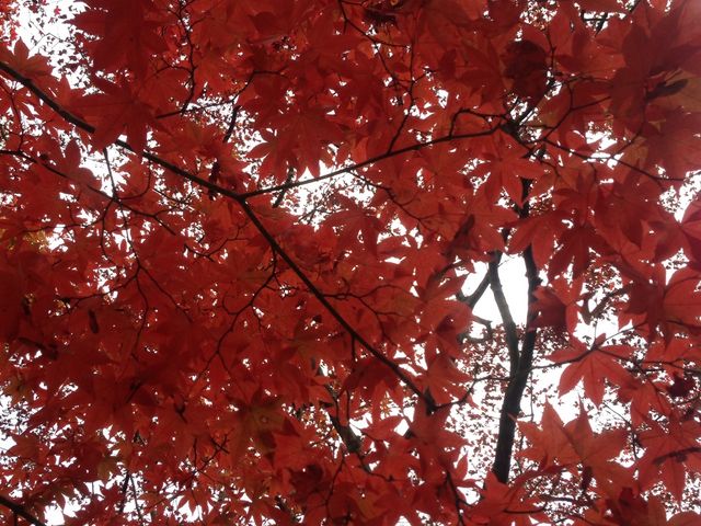 ��Ȃ̂��݂�_�������݂����C��