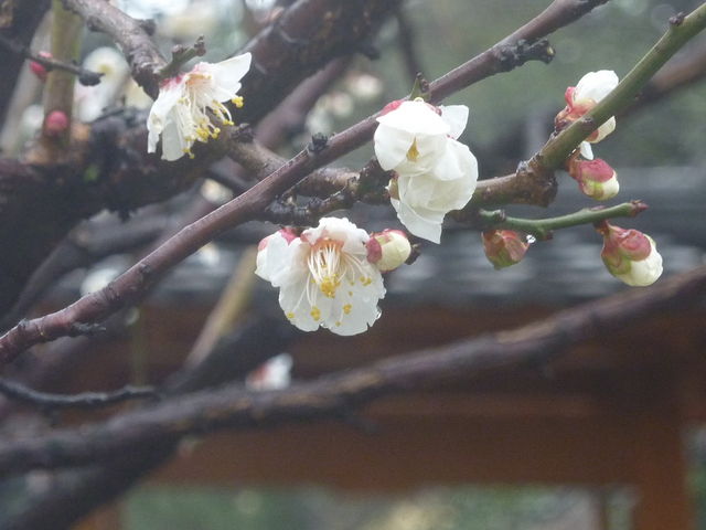 �~�����ꂢ�ɍ炢�Ă܂���_���q��