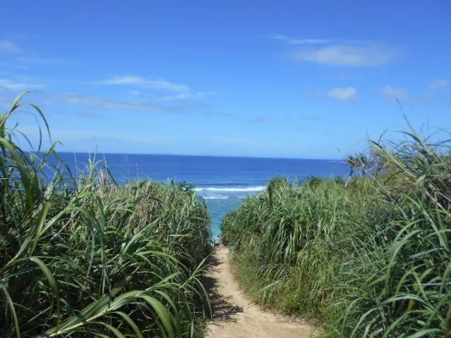 小浜島のサトウキビ畑と一本道の風景