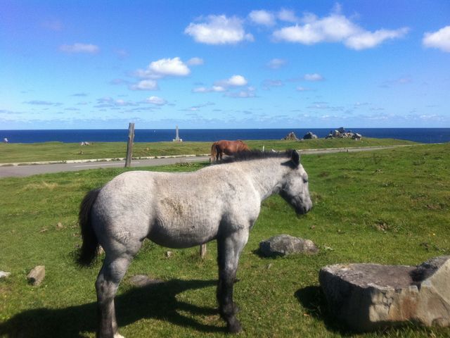 �n���C���p�N�g����A_�K����