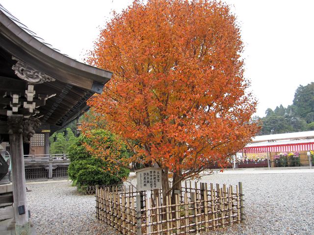 2016N1114BejucR̍gtvo_cR̍gt