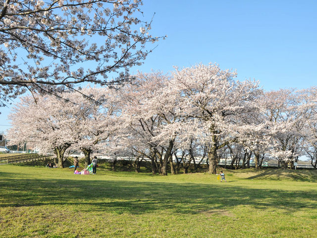坂本青少年広場の桜】アクセス・営業時間・料金情報 - じゃらんnet