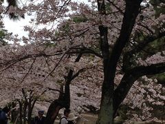 いぬまんさんの夙川公園の桜の投稿写真1