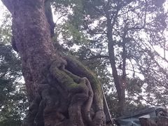 ���{�_�Ђ̑��̎ʐ^1