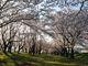 あいかわ5525さんの坂本青少年広場の桜の投稿写真2