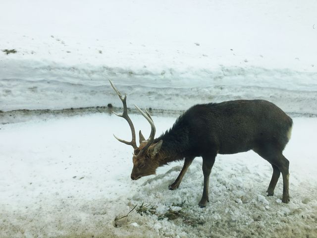 �ԋ߂Ō��ꂽ������_�V�����iSHINRA�j