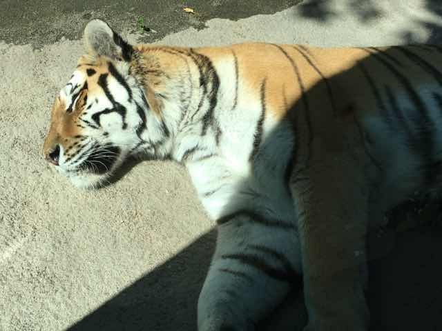 �g������������Q�Ă܂�����_�~�R������