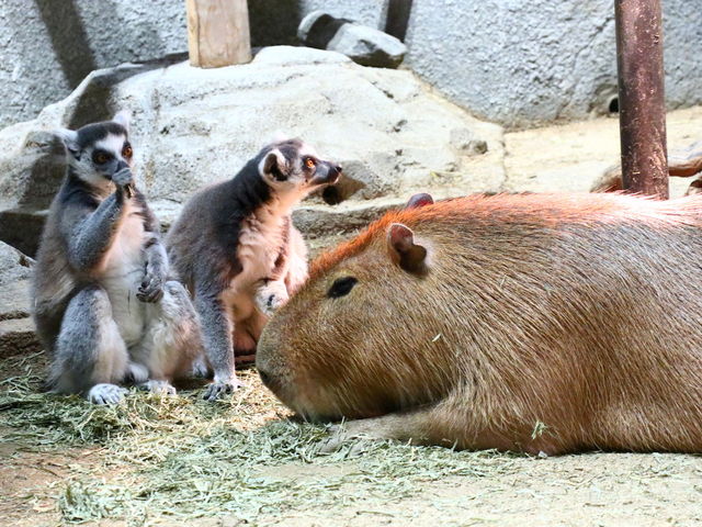 H̃ILclUƃJso_NIFRELijtj