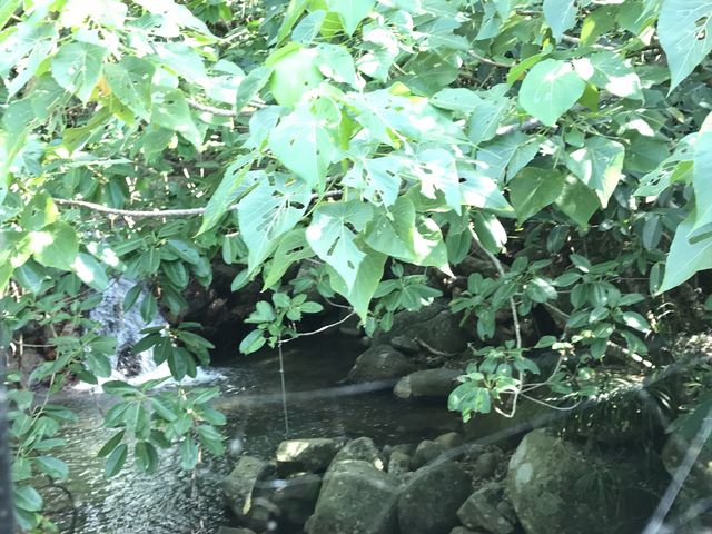 youchanp����̍r��̑�̓��e�ʐ^1