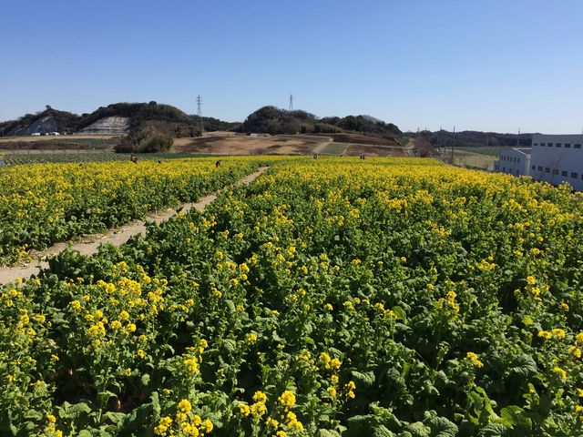 �؂̉Ԕ��B_�ό��_���ԂЂ��