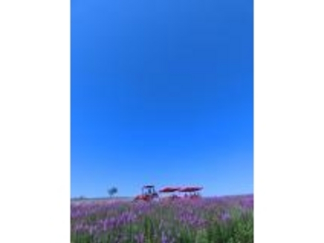 �g���N�^�[_�l�G�ʂ̋u