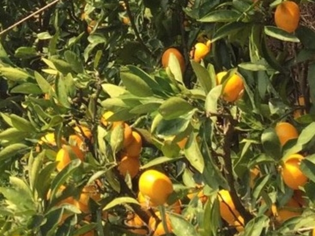 ���������݂���I_�����_��