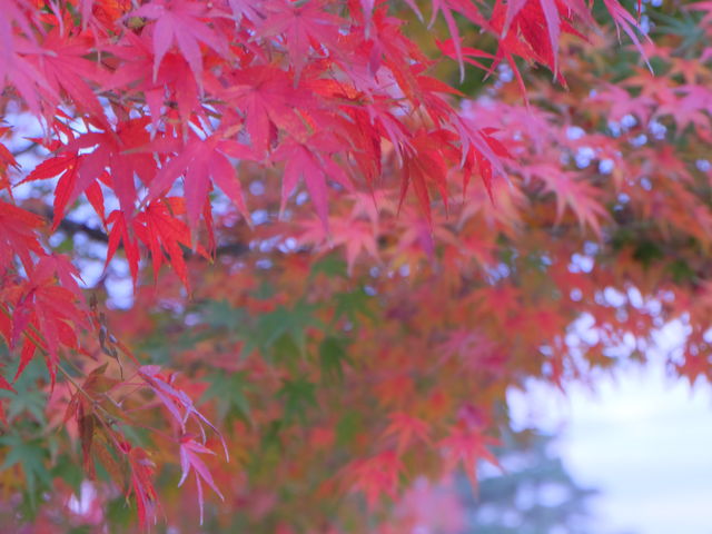 �����ȃO���f�[�V����_�I�ь����̍g�t