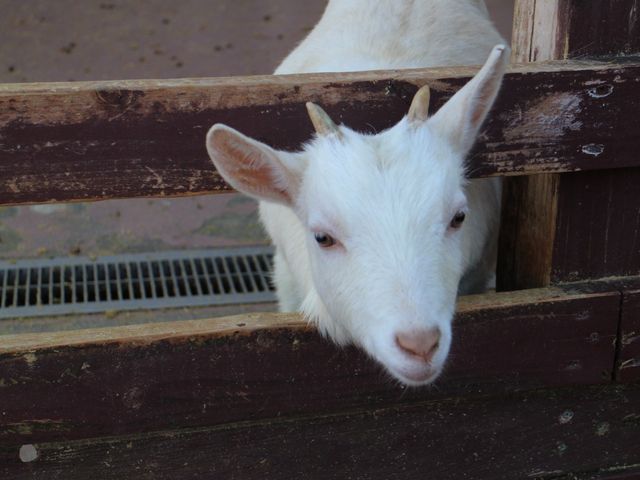 �������M�ɖ�����܂����B_�炭�̂��}�U�[�Y���h�~���N�q��