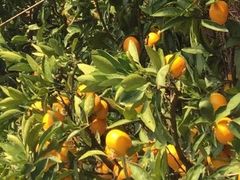 �A�T�V����̕����_���ւ̓��e�ʐ^1