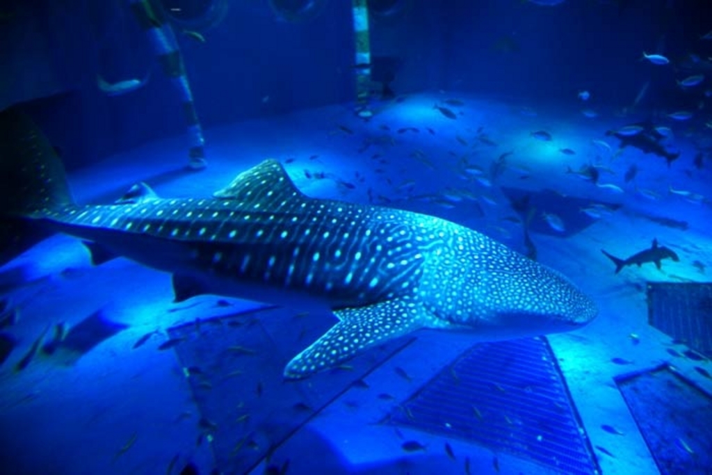 のとじま水族館