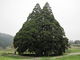 ポンタさんの小杉の大杉（トトロの木）の投稿写真1
