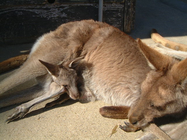 �e�q_�Ђт��������[���h