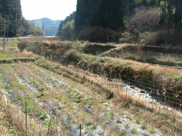 ��̌������͉ʎ���_�c��쉈��