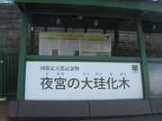 Ԃ񂳂̖{̑]؂̓eʐ^2