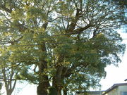 Ԃ񂳂̓ݓy̏̓eʐ^2