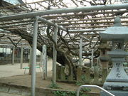 Ԃ񂳂̋gˎ̓̓eʐ^1