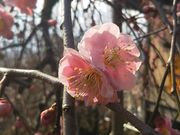 bq񂳂̕sV̔~̓eʐ^2