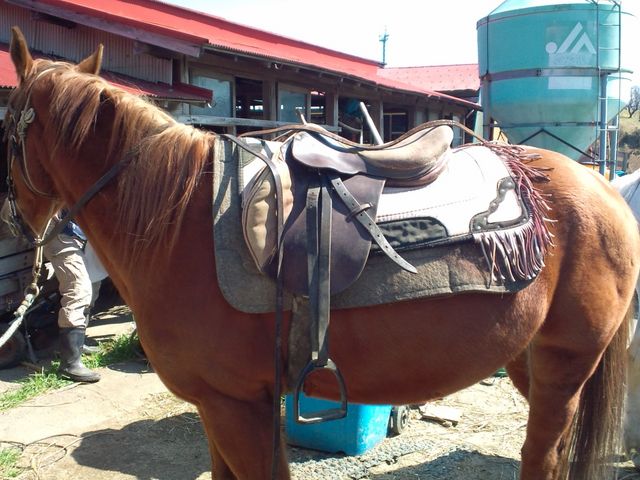 �z�[�X�L�����v�@������