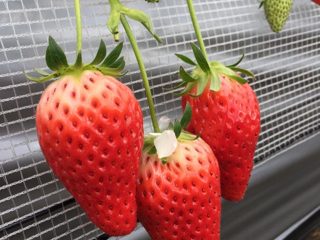 �Â�_Farm �����悵