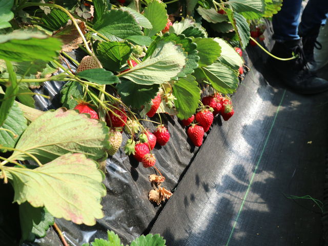 �^���ԂȃC�`�S����������_���c��������