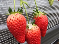 PANGFarm 悵ւ̓eʐ^1