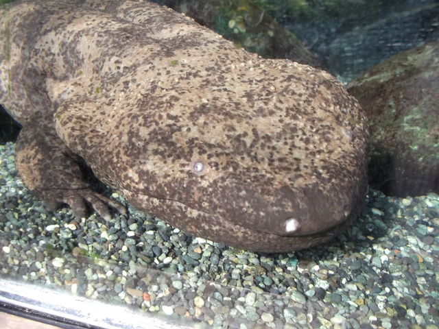 �u�I�I�T���V���E�E�I�v�̉~��ȓ�_�M��o�i�i���j��