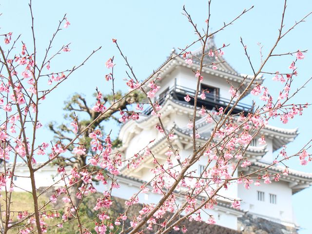 お城と桜_掛川城