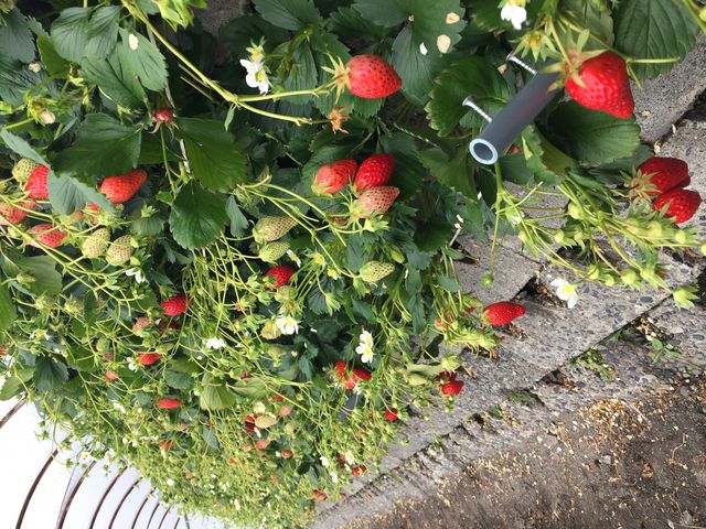 đ傫䕂łtɂȂ܂I_}C_