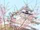 忍さんの掛川城の投稿写真2