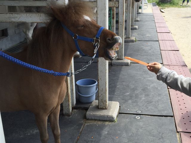 ɂ񂶂 _CXLI_fR__Ђ邺W[W[h