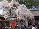 五碁怜一さんの平野神社への投稿写真3