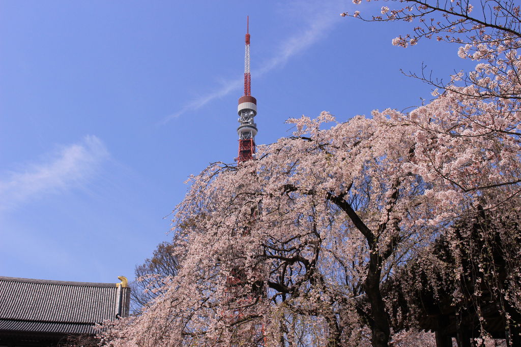 東京のおすすめ桜名所41選 開花見頃予想も 春のお花見に じゃらんニュース