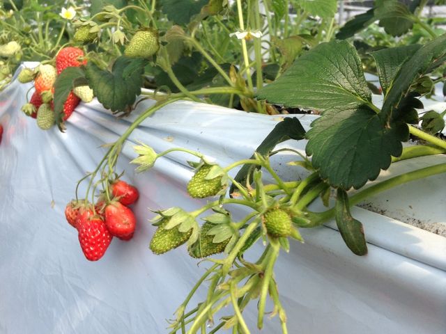 �嗱�ŊÂ��đ喞��_�݂悵�ς��ς��t�@�[��