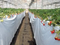 ۂ݂̂悵ςςt@[ւ̓eʐ^1