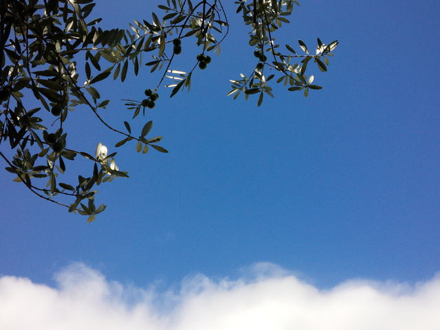 寝転んで、青空をとオリーブの木をみてみてください_オリーブ園