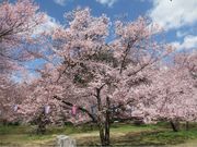 GArNẌɓߌ̍̓eʐ^1