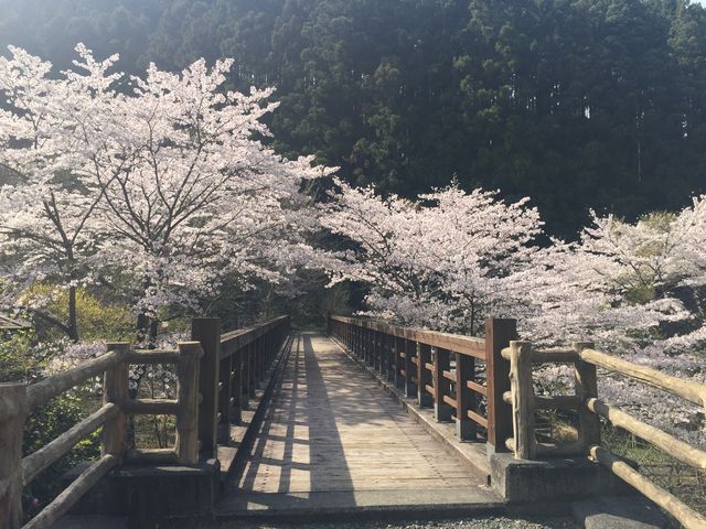 �Ȃ����񂳂�̏����ߓ��������̓��e�ʐ^1